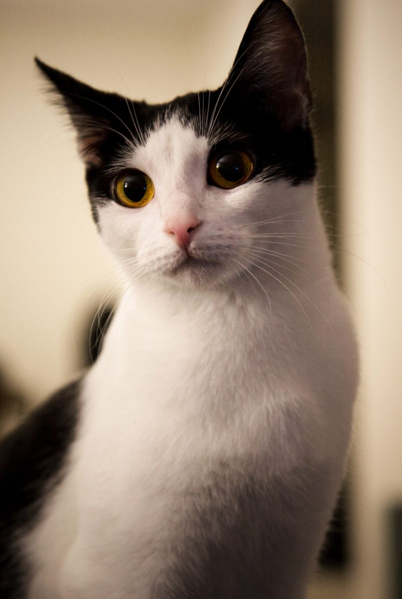 Cats are man’s best friend (sorry, dog lovers)